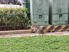 Gorsachius melanolophus