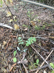 Gingidia grisea
