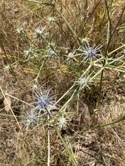 Eryngium ovinum