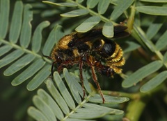 Wallacidia opulenta