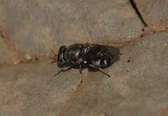 Adoxomyia heminopla