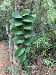 Rhaphidophora hongkongensis