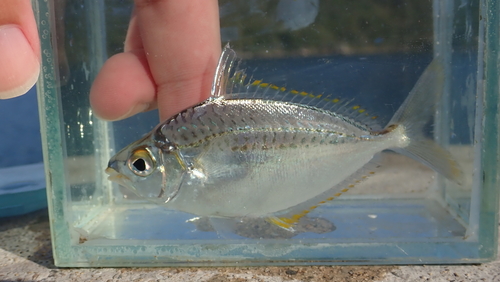 Klunzinger's ponyfish (Equulites klunzingeri) — Leiognathidae — 4