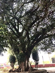 Ficus maxima