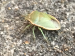 Chlorochroa