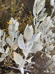 Eriodictyon tomentosum