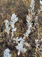 Eriodictyon tomentosum