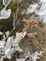 Eriodictyon tomentosum