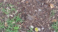 Leiocephalus personatus