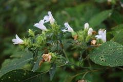 Strobilanthes ixiocephala