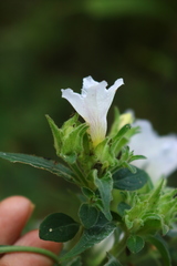 Strobilanthes ixiocephala