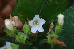 Strobilanthes ixiocephala