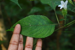 Strobilanthes ixiocephala