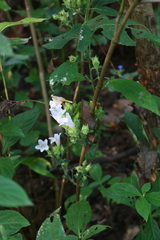 Strobilanthes ixiocephala