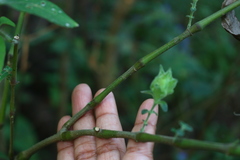 Strobilanthes ixiocephala