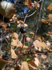 Viburnum ellipticum