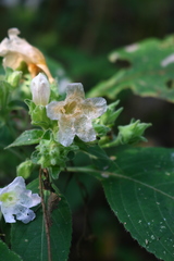 Strobilanthes ixiocephala