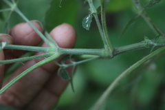 Strobilanthes ixiocephala