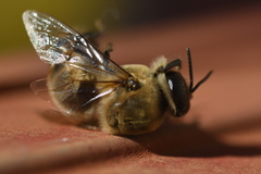 Apis mellifera