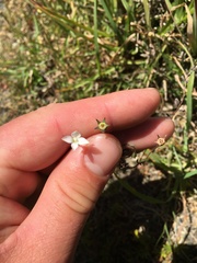 Wahlenbergia rupestris