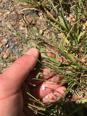 Wahlenbergia rupestris