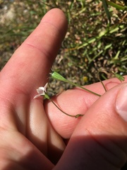 Wahlenbergia rupestris
