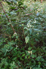 Strobilanthes ixiocephala
