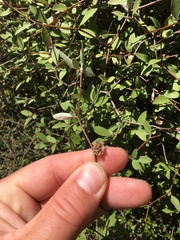 Olearia fragrantissima
