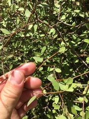 Olearia fragrantissima