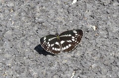 Neptis pryeri