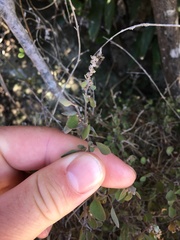 Chenopodium allanii