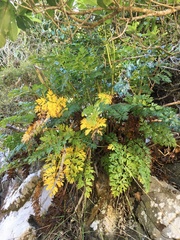 Anisotome lyallii
