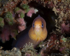 Gymnothorax melatremus