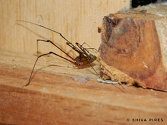 Arthrodes xanthopygus