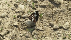 Neptis rivularis