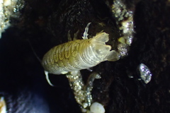 Cymothoida