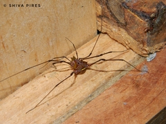 Arthrodes xanthopygus