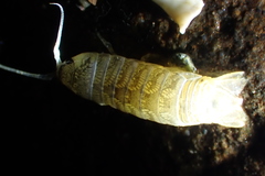Cymothoida