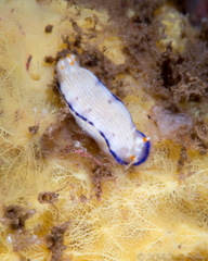 Hypselodoris peasei