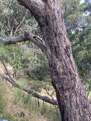 Eucalyptus ovata