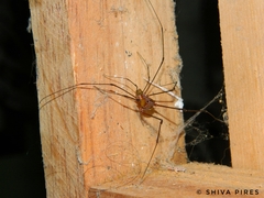 Arthrodes xanthopygus