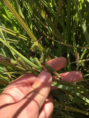 Carex sinclairii
