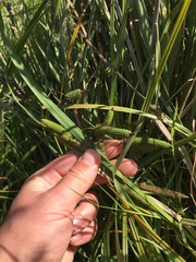 Carex sinclairii