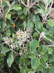 Brachyglottis rotundifolia
