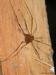 Arthrodes xanthopygus