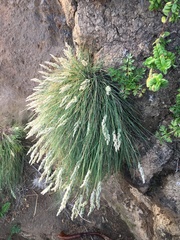 Poa astonii