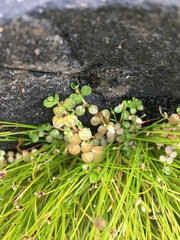 Epilobium komarovianum