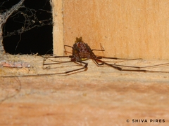 Arthrodes xanthopygus