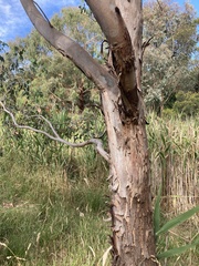Eucalyptus ovata
