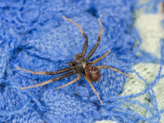 Xysticus ephippiatus